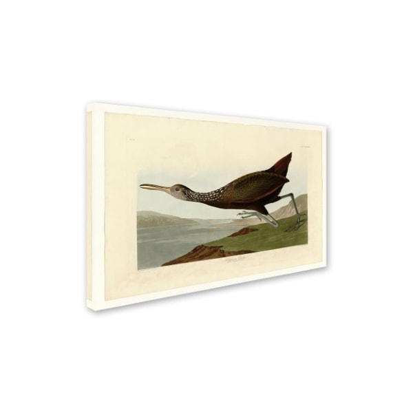 Audubon 'Scolopaceus Courlanplate 377' Canvas Art,12x19